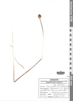 VOR 0025397