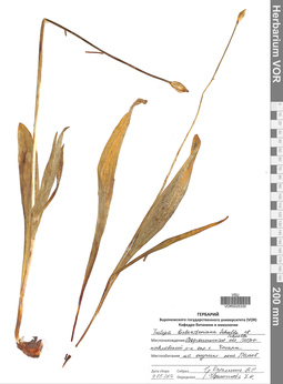 VOR 0025335