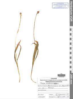 VOR 0025345