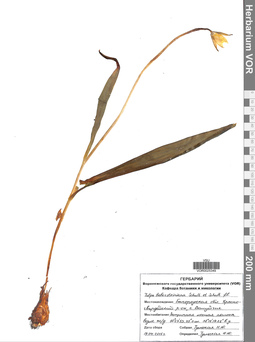VOR 0025349