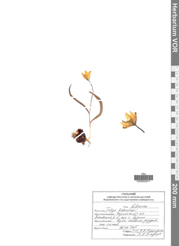 VOR 0025371