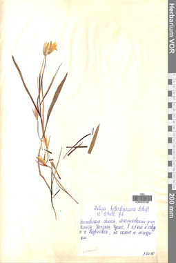 VOR 0025382