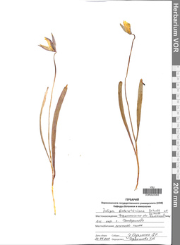 VOR 0025383