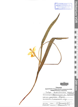 VOR 0025388