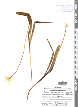 VOR 0025393