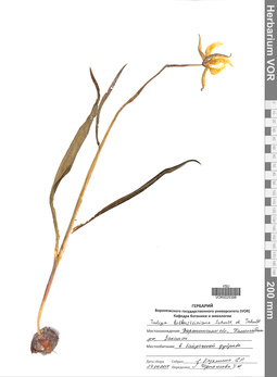 VOR 0025398