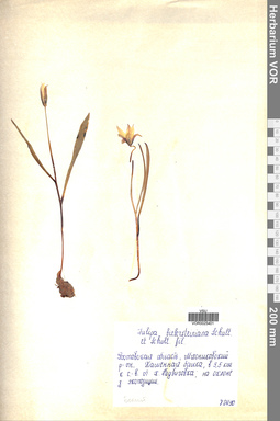 VOR 0025401