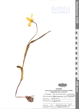 VOR 0025403