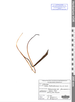 VOR 0025406