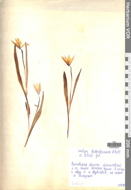 VOR 0025407
