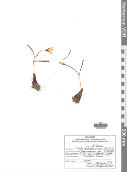 VOR 0025409