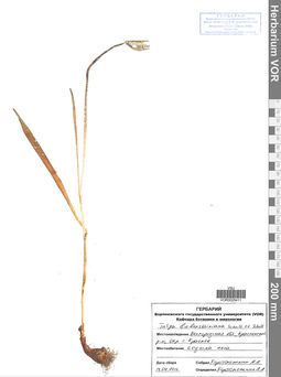VOR 0025411