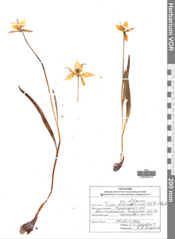 VOR 0025412