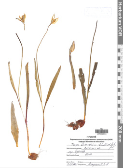 VOR 0025414
