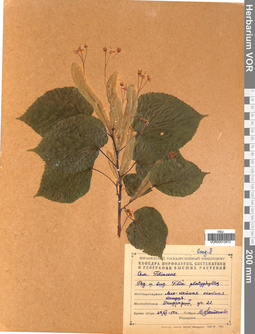 VOR 0012872