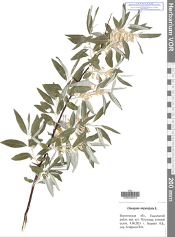 VOR 0040019