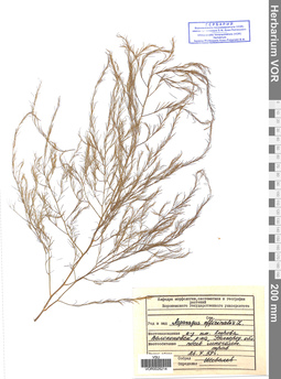 VOR 0026214