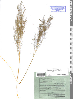 VOR 0026215