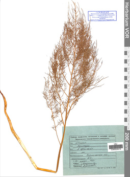 VOR 0026216