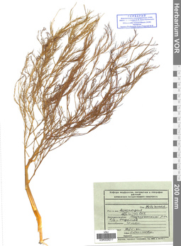 VOR 0026217