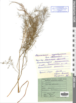 VOR 0026221