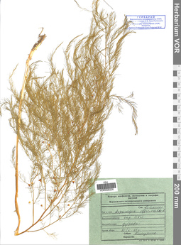VOR 0026226