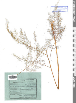 VOR 0026232