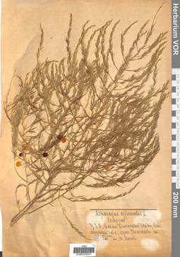 VOR 0026241