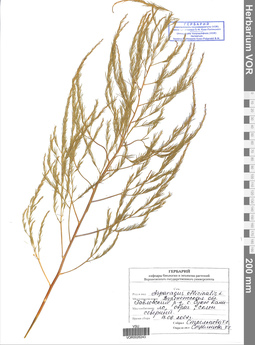VOR 0026243