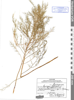 VOR 0026249