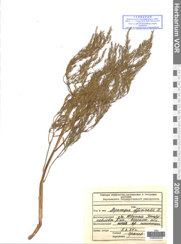 VOR 0026253