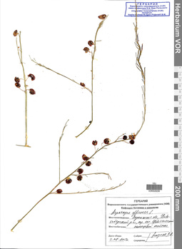 VOR 0026256