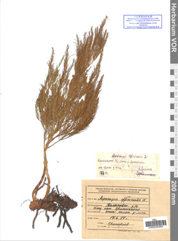 VOR 0026260