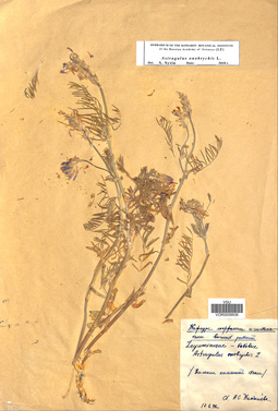 VOR 0009936