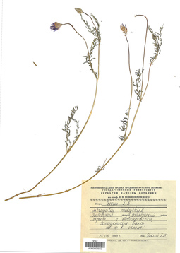 VOR 0009943