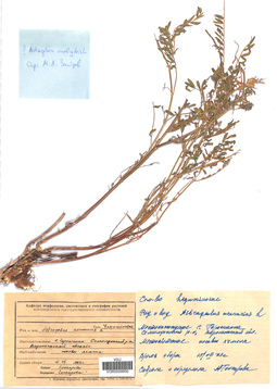 VOR 0009950