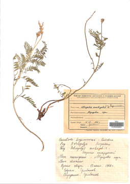 VOR 0009953