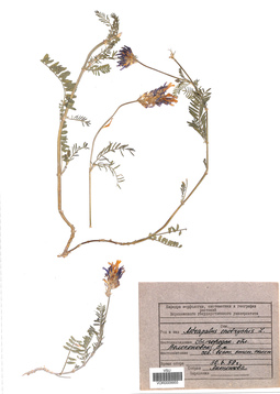 VOR 0009955