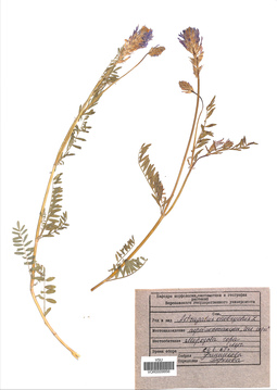 VOR 0009956
