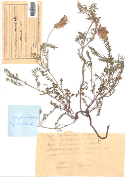 VOR 0010067