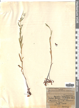 VOR 0017399