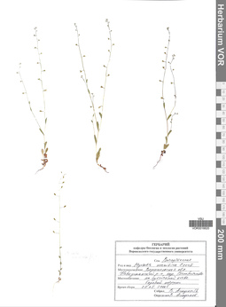 VOR 0016620