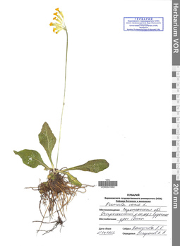 VOR 0041862