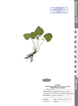 VOR 0041861