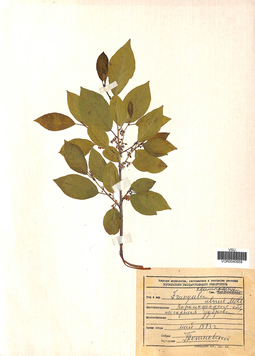 VOR 0040658