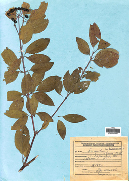 VOR 0040660