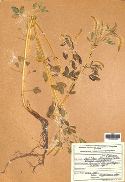 VOR 0040662