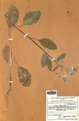 VOR 0040663