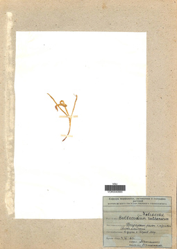 VOR 0040665