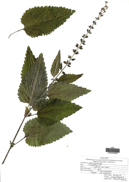 VOR 0040669